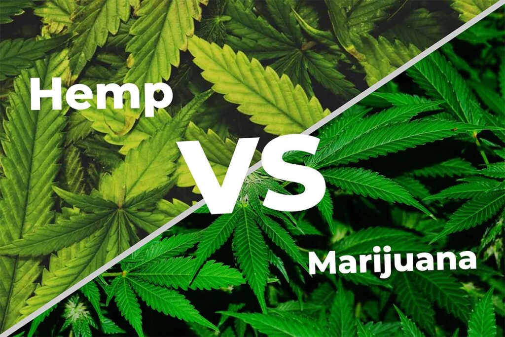 What Is The Difference Between Marijuana and Hemp?