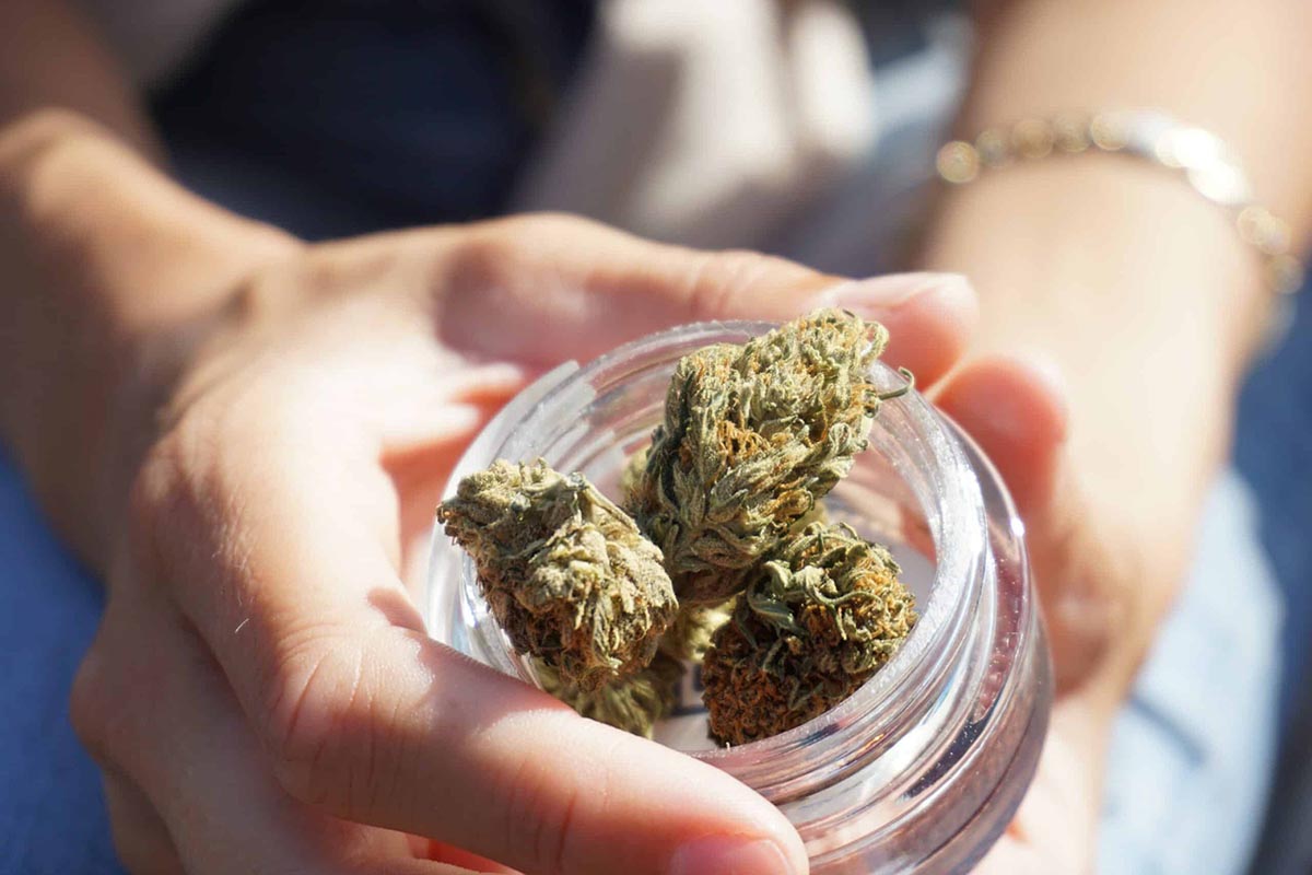 What Beginners Should Know About Marijuana Strains